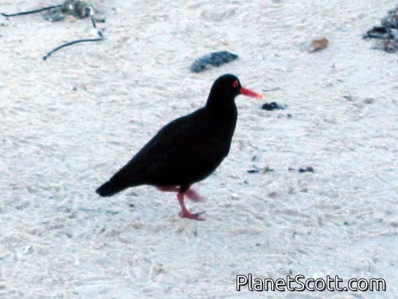 African Oystercatcher (Haematopus moquini)