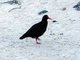 African Oystercatcher (Haematopus moquini)