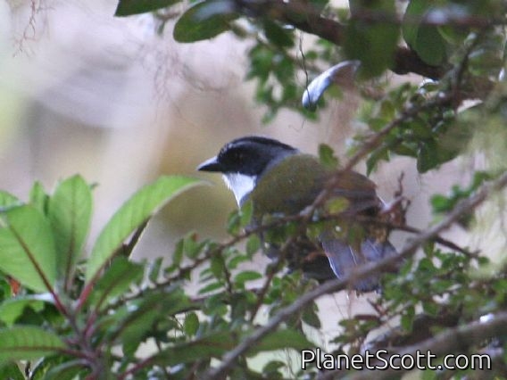 Gray-browed Brush-Finch (Atlapetes assimilis)