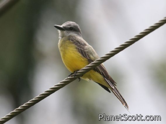 Tropical Kingbird (Tyrannus melancholicus)
