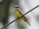 Tropical Kingbird (Tyrannus melancholicus) 