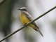 Tropical Kingbird (Tyrannus melancholicus)