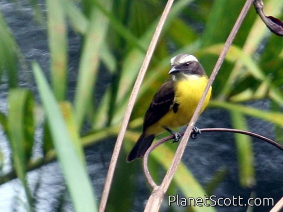 Social Flycatcher (Myiozetetes similis)