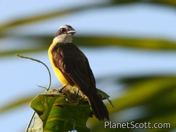 Lesser Kiskadee (Philohydor lictor)