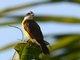 Lesser Kiskadee (Philohydor lictor)
