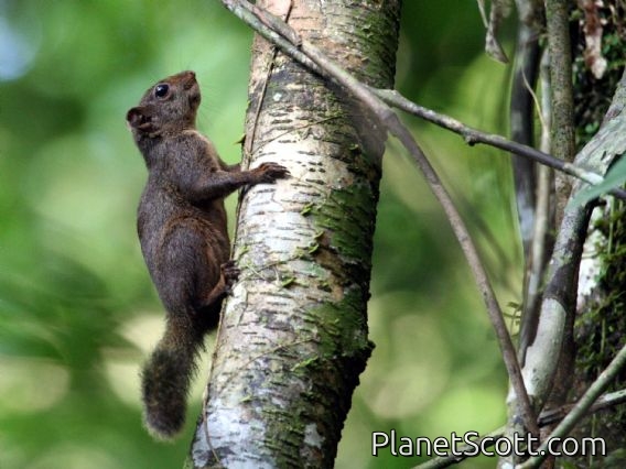 Amazon Dwarf Squirrel (Microsciurus flaviventor)