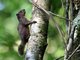 Amazon Dwarf Squirrel (Microsciurus flaviventor)