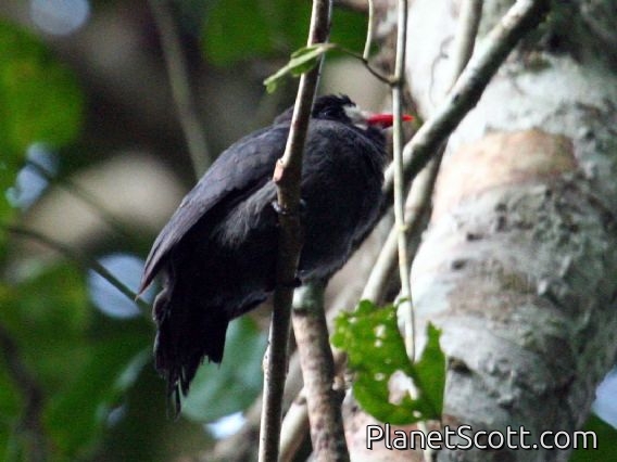 White-fronted Nunbird (Monasa morphoeus)