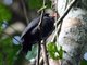 White-fronted Nunbird (Monasa morphoeus)