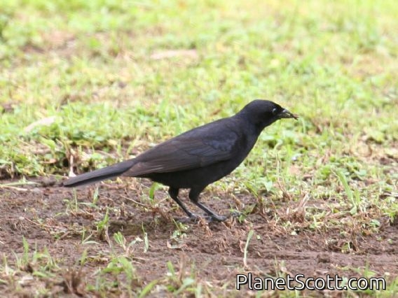 Shiny Cowbird (Molothrus bonariensis)
