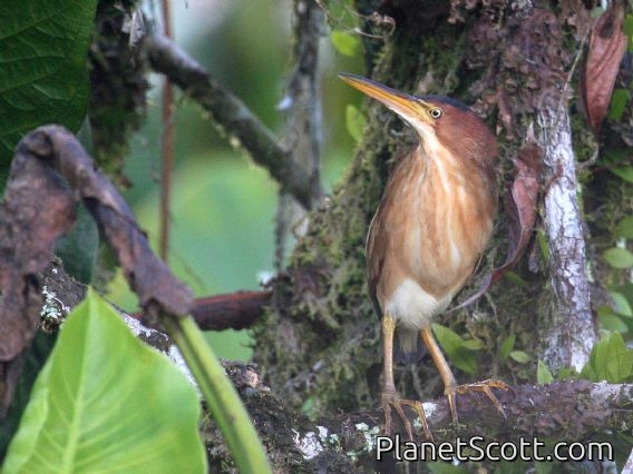 Least Bittern (Ixobrychus exilis)
