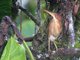 Least Bittern (Ixobrychus exilis)