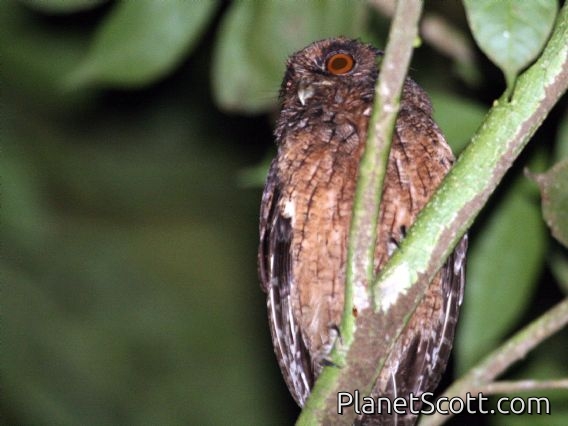 Tawny-bellied Screech-Owl (Megascops watsonii)
