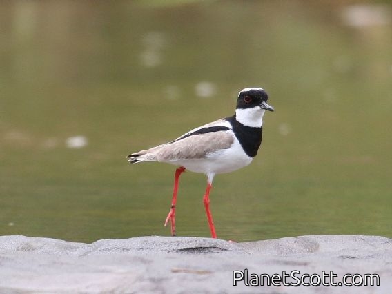 Pied Lapwing (Vanellus cayanus)