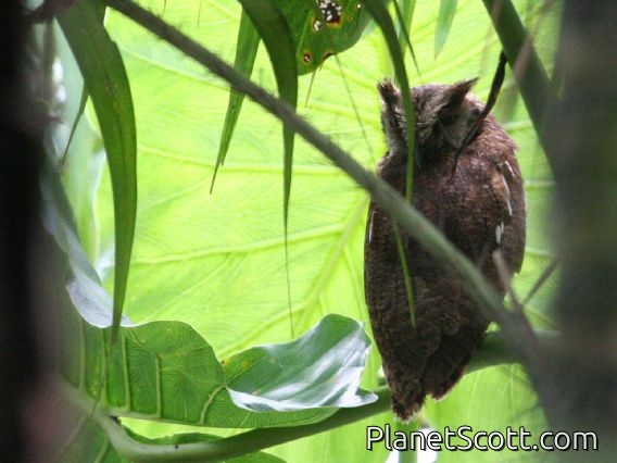 Tropical Screech-Owl (Otus choliba)