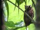 Tropical Screech-Owl (Otus choliba)