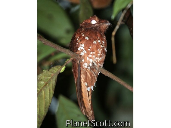 Rufous Potoo (Nyctibius bracteatus)
