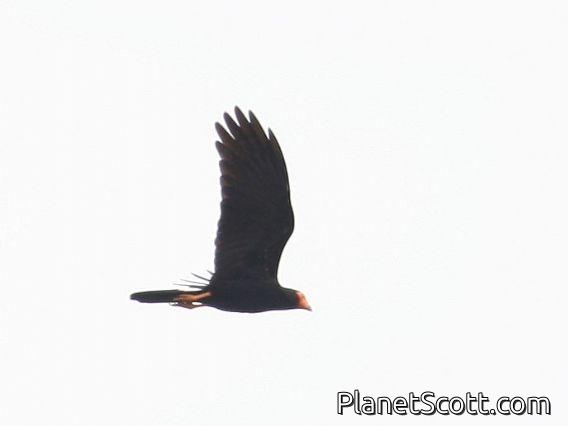 Black Caracara (Daptrius ater)