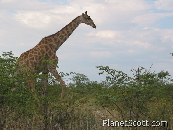 Southern Giraffe (Giraffa giraffa)