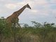 Southern Giraffe (Giraffa giraffa)