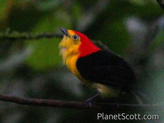 Wire-tailed Manakin (Pipra filicauda)