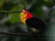 Wire-tailed Manakin (Pipra filicauda)