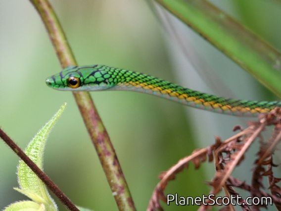 Black-skinned Parrot Snake (Leptophis nigromarginatus)