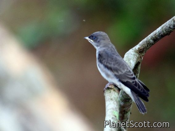 Brown-chested Martin (Phaeoprogne tapera)