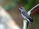 Brown-chested Martin (Phaeoprogne tapera)
