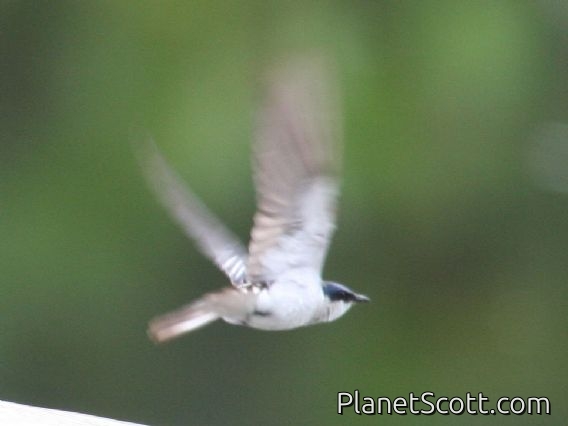 White-winged Swallow (Tachycineta albiventer)