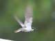 White-winged Swallow (Tachycineta albiventer)