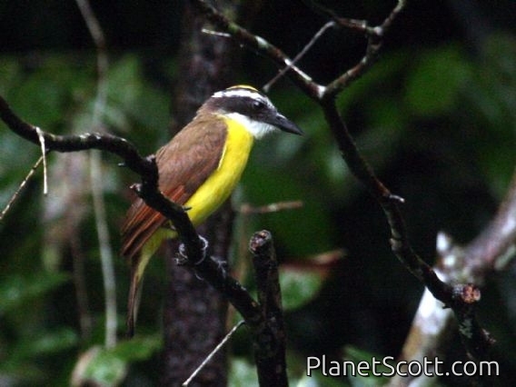 Great Kiskadee (Pitangus sulphuratus)
