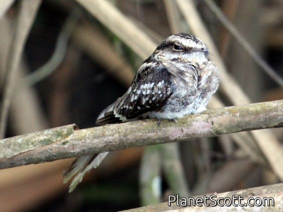 Ladder-tailed Nightjar (Hydropsalis climacocerca)