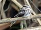 Ladder-tailed Nightjar (Hydropsalis climacocerca)