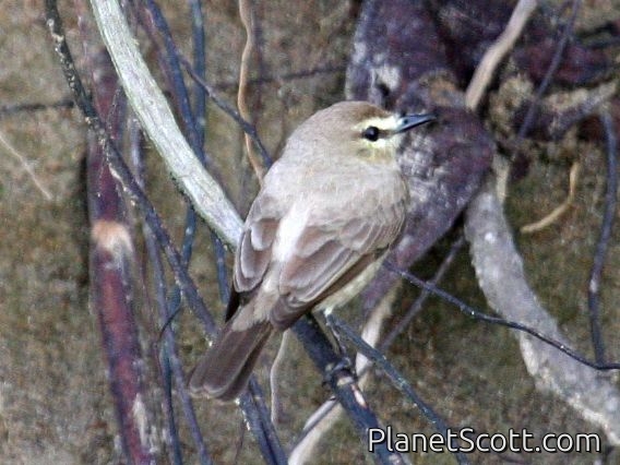 Drab Water-Tyrant (Ochthornis littoralis)