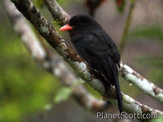 Black-fronted Nunbird (Monasa nigrifrons)