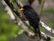 Black-fronted Nunbird (Monasa nigrifrons)