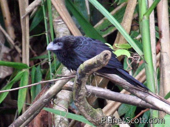 Greater Ani (Crotophaga major)