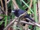 Greater Ani (Crotophaga major) 
