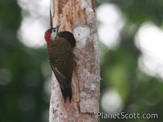Spot-breasted Woodpecker (Colaptes punctigula)