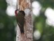 Spot-breasted Woodpecker (Colaptes punctigula)