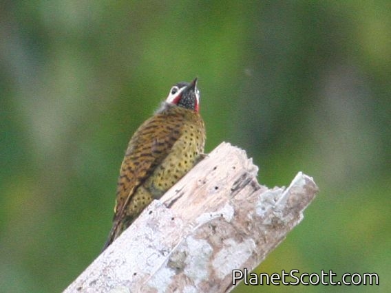 Spot-breasted Woodpecker (Colaptes punctigula)