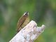 Spot-breasted Woodpecker (Colaptes punctigula)