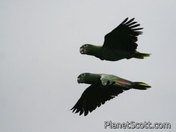 Mealy Parrot (Amazona farinosa)