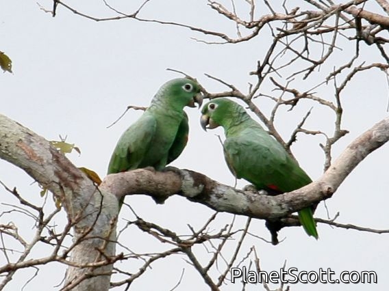 Mealy Parrot (Amazona farinosa)