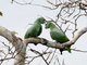 Mealy Parrot (Amazona farinosa)
