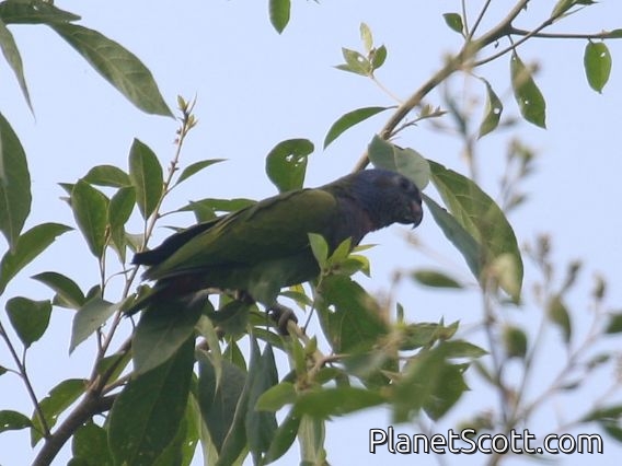 Blue-headed Parrot (Pionus menstruus)