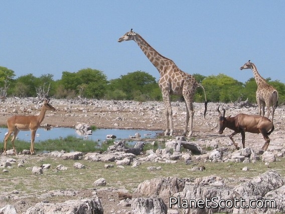 Southern Giraffe (Giraffa giraffa)