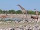 Southern Giraffe (Giraffa giraffa)