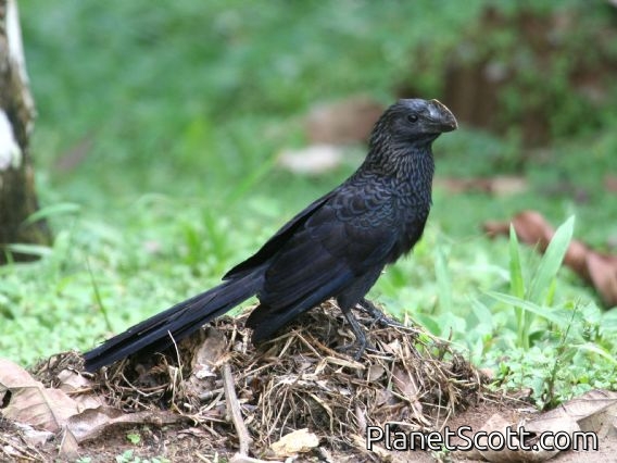 Smooth-billed Ani (Crotophaga ani)